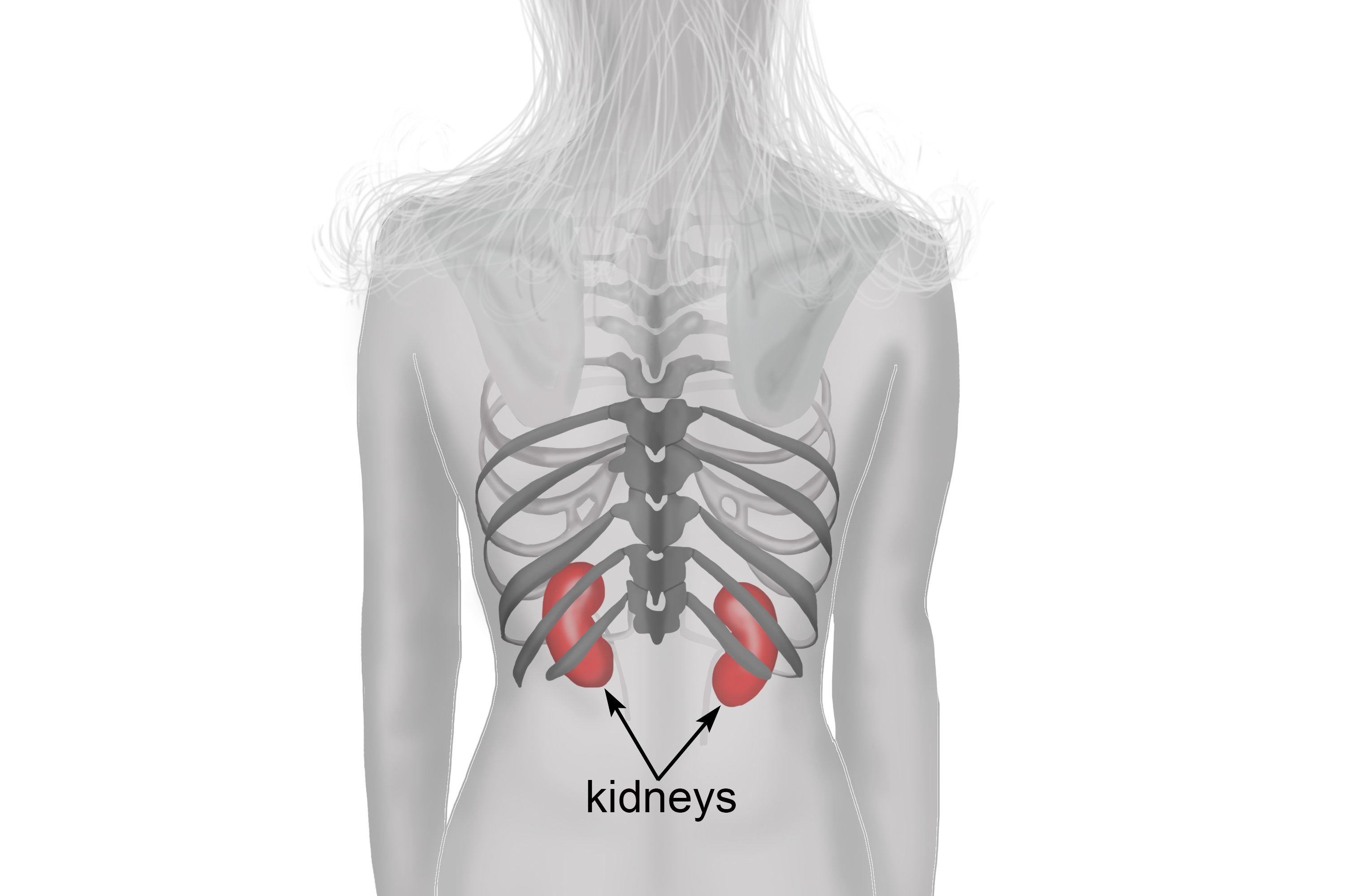 Diagram of the kidneys that show them to be located high in the abdominal cavity 